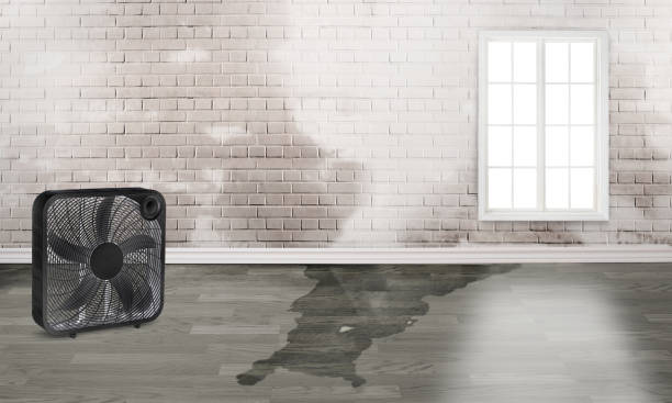 Best Water damage restoration experts  in Bon Secour, AL